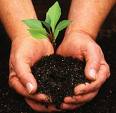 Arbor Day, Plant A Tree