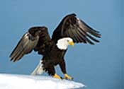 Bird Day, May 4