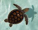 World Turtle Day